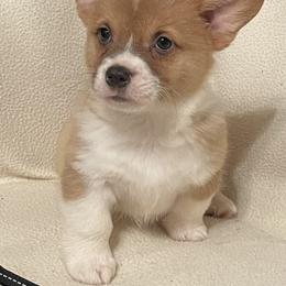 Pembroke Welsh Corgis from 4G Farms