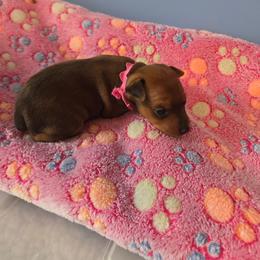 Pink collar, girl - Red female Miniature Pinscher puppy in Acworth, Georgia from Stonewood Dobermans and Min Pins