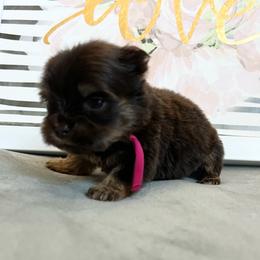 Pink - Chocolate, tan and white female Yorkshire Terrier puppy in California from All Star Yorkies