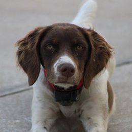 Hazel - Brittany
