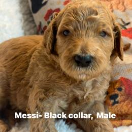 Messi- Boy 3 (black collar) - Red  male Goldendoodle puppy in Auburn, Indiana from Cooper’s Doodles