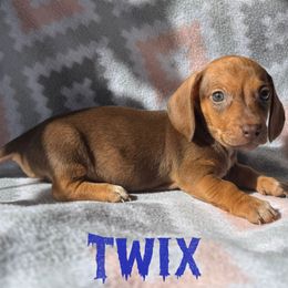 Twix - Sable male Dachshund puppy in New Mexico from Long Dog Ranch
