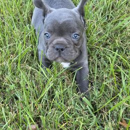 Mack - Blue male French Bulldog puppy in Cabool, Missouri from Shannon French Bulldogs