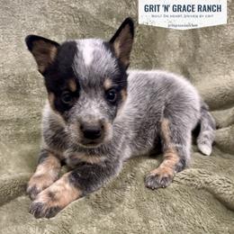 Australian Cattle Dog Puppies from Grit ‘n’ Grace Ranch
