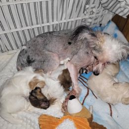 Chinese Crested and Shih Tzu All Grown Up from Wuppie Tree House