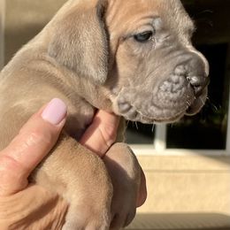 Great Dane Puppies from Oak Bend Danes