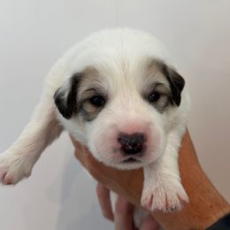 Dark Green Male - White and badger male Great Pyrenees puppy in Northampton, Pennsylvania from Misty Valley Farm