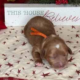 Noelle - Orange Collar - Red female Cavapoo puppy in South Jordan, Utah from Simply Sweet Paws. LLC