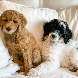 Bernedoodle and Poodle Puppies from SoFun Doodles & Poodles