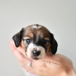 Pumpkin pie - Piebald female Dachshund puppy in Youngstown, Florida from Paradox Dachshunds