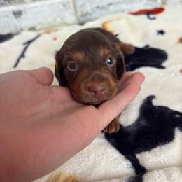 Winnie - Chocolate and tan female Dachshund puppy in Huntsville, Alabama from Bryant’s Miniature Dachshunds