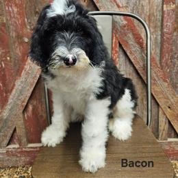 Bacon - Black and white female Sheepadoodle puppy in Farley, Iowa from Iowa's Doodle Co.