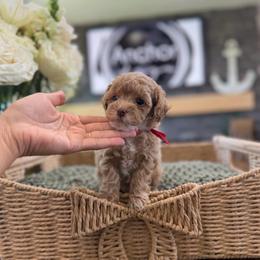 Marshall ( red collar ) - Red  male Poodle puppy in Hooper, Utah from Anchor Dogs