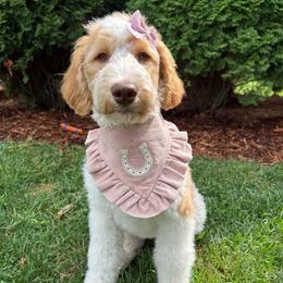 Pearl - Apricot female Goldendoodle puppy in Waterford, Michigan from Oh My Doodness!