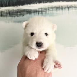 Samoyed Puppies from Sugar Sweet Samoyeds