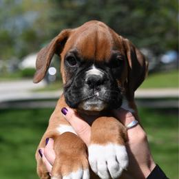 Sunny - Fawn female Boxer puppy in Forest City, Iowa from Mt Valley Boxers