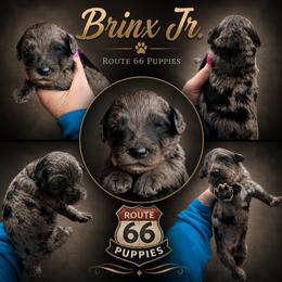 Brinx Jr. - Merle male Goldendoodle puppy in Delphos, Ohio from Route 66 Poodles & Doodles, Sapphire Shih-tzu's of Ohio