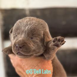 Ginny - Chocolate female Labrador Retriever puppy in Sullivan, Missouri from O’Dell Labs