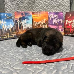 Stevie - Sable female German Shepherd puppy in Pennock, Minnesota from Shakopee Creek German Shepherds