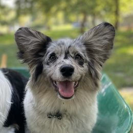 Maddie - American Corgi