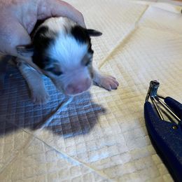 Miniature Australian Shepherd Puppies from Kusch Farm Mini Aussies