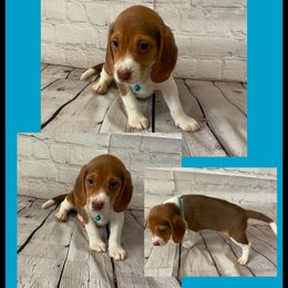 Boy 2 - Brown and white male Beagle puppy in Hollister, California from 831 Beagles