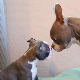 Boston Terrier Puppies from Beatrice's Kennels