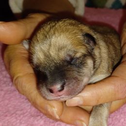 Zane, Blue Collar - Fawn male Eurasier puppy in Lakewood, Ohio from Exquisite Eurasier