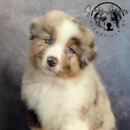 Ghirardelli - Red merle male Australian Shepherd puppy in Fultonville, New York from Sandy Aussies & Pomeranians