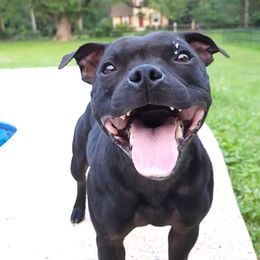 Ivy - Staffordshire Bull Terrier