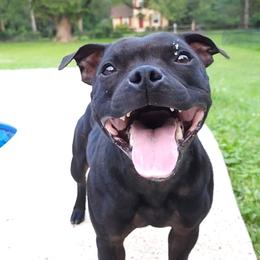 Ivy - Staffordshire Bull Terrier