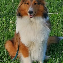 Shetland Sheepdog Puppies from Starr's Shelties