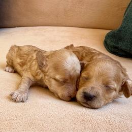 Teddy - Apricot male Maltipoo puppy in Charles City, Virginia from Historic triangle doodles Charles City, Virginia