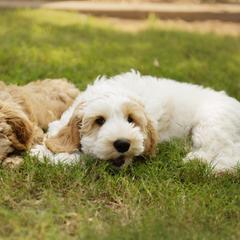 Australian Cobberdog Puppies from Livlander Australian Cobberdogs