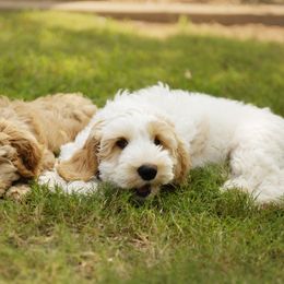 Australian Cobberdog Puppies from Livlander Australian Cobberdogs