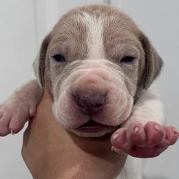 Sparkler - Mantle merle female Great Dane puppy in Florida from Beachside Kennels