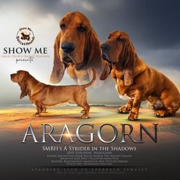 Aragorn - Basset Hound