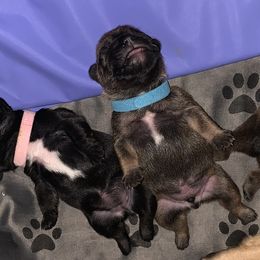 French Bulldog Puppies from Bad, Boujee and Cute !