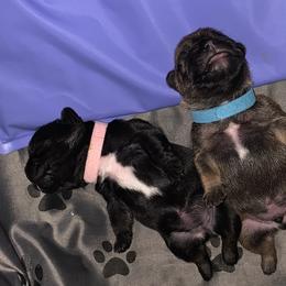 French Bulldog Puppies from Bad, Boujee and Cute !