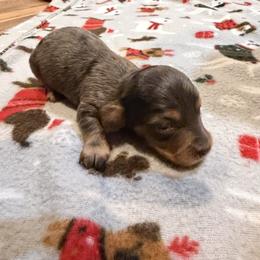 Boss - Dapple male Dachshund puppy in Wappapello, Missouri from Kandb Dachshunds