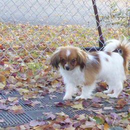 Girl 1 - White and sable Papillon puppy in Benton City, Washington from Akai Papillons and Phalenes