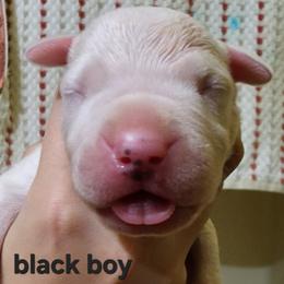 Boy 4 - male Dogo Argentino puppy in Blythe, California from Dogos del Gran Reino