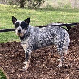 Roxanne  - Australian Cattle Dog
