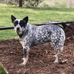 Roxanne  - Australian Cattle Dog