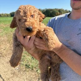 Louie - Red  male Goldendoodle puppy in Hillsdale, Michigan from My Buddy Ol’ Paws