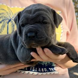 Alanis - Gray female Cane Corso puppy in Briggs, Texas from Capital City Corso’s