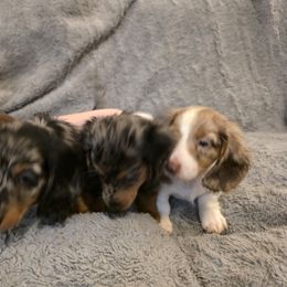 Dachshund Puppies from Sausage Squad Kennels