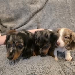 Dachshund Puppies from Sausage Squad Kennels