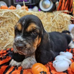 Memphis - Black white and brown male Basset Hound puppy in Big Rapids, Michigan from Basket Hound Bassets
