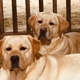 Parks - Labrador Retriever